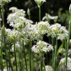 Chives Garlic Allium tuberosum 1L