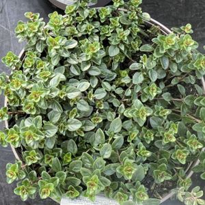 Thyme Broad Leaf Thymus pulegiodes (9cm Pot)