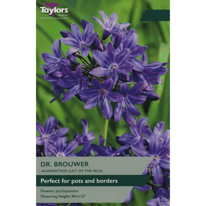 Taylors Agapanthus Dr. Brouwer