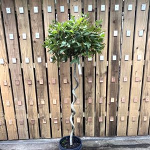 Bay Tree Laurus nobilis (AGM) Std £169