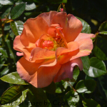 Rosa 'Together Forever' (Floribunda) 5L