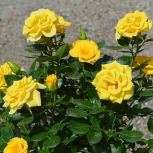 Rosa 'Flower Power Gold' (Miniature Patio) 5L