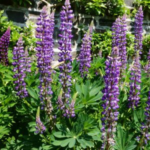 Lupinus West Country 'Blacksmith' 3L