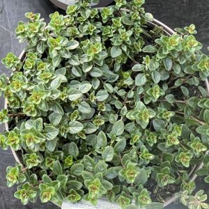 Thyme Broad Leaf Thymus pulegiodes 1L