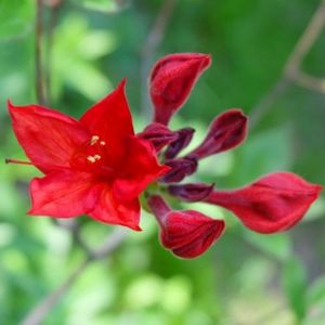 Azalea Rhododendron 'Nabucco' 5L