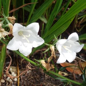 Campanula persicifolia 'Takion White' 2L