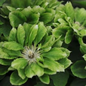 Clematis 'Green Passion' 3L