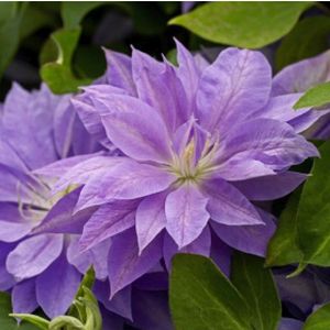Clematis 'Denny's Double' 3L
