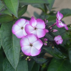 Phlox paniculata 'Sweet Summer Purple Bicolor' 2L