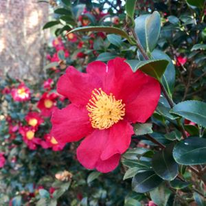 Camellia x vernalis 'Yuletide' 3L