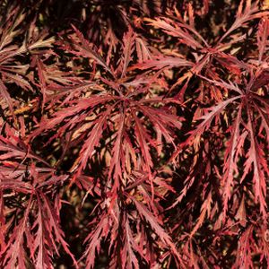 Acer palmatum var. dissectum 'Crimson Queen' 3L