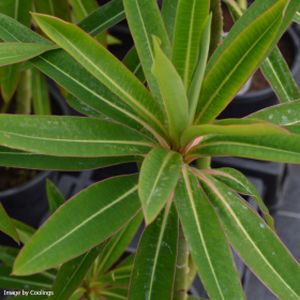 Euphorbia mellifera (AGM) 5L