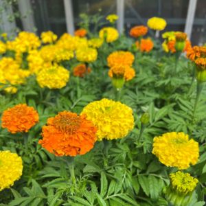 Marigold (African) Mixed Multi-Pack