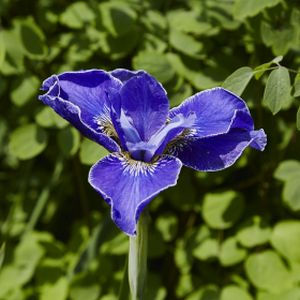 Iris sibirica 'Silver Edge' 3L