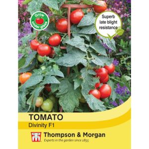 Thompson & Morgan Tomato Divinity