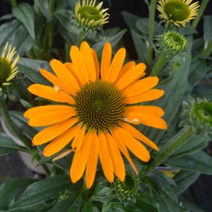 Echinacea Sunseekers 'Mellow' 3L