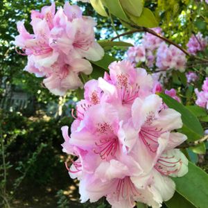 Rhododendron 'Excelsior' (AGM) (Yak. Hybrid) 3L
