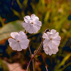 Geranium 'Coombland White' 2L