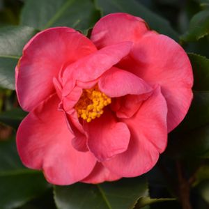 Camellia japonica 'Doctor King' 10L
