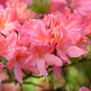 Azalea Rhododendron 'Chanel' 5L