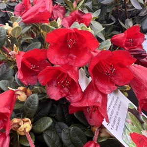 Rhododendron 'Carmen' (AGM) 3L