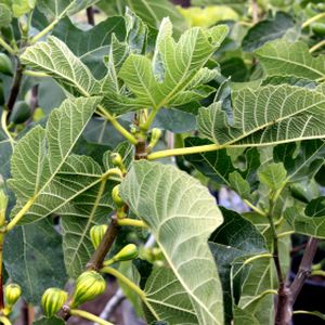 Fig Ficus carica 'Panachée' 7L