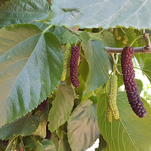 Mulberry Morus 'Giant Fruit' 1/2 Std 12L