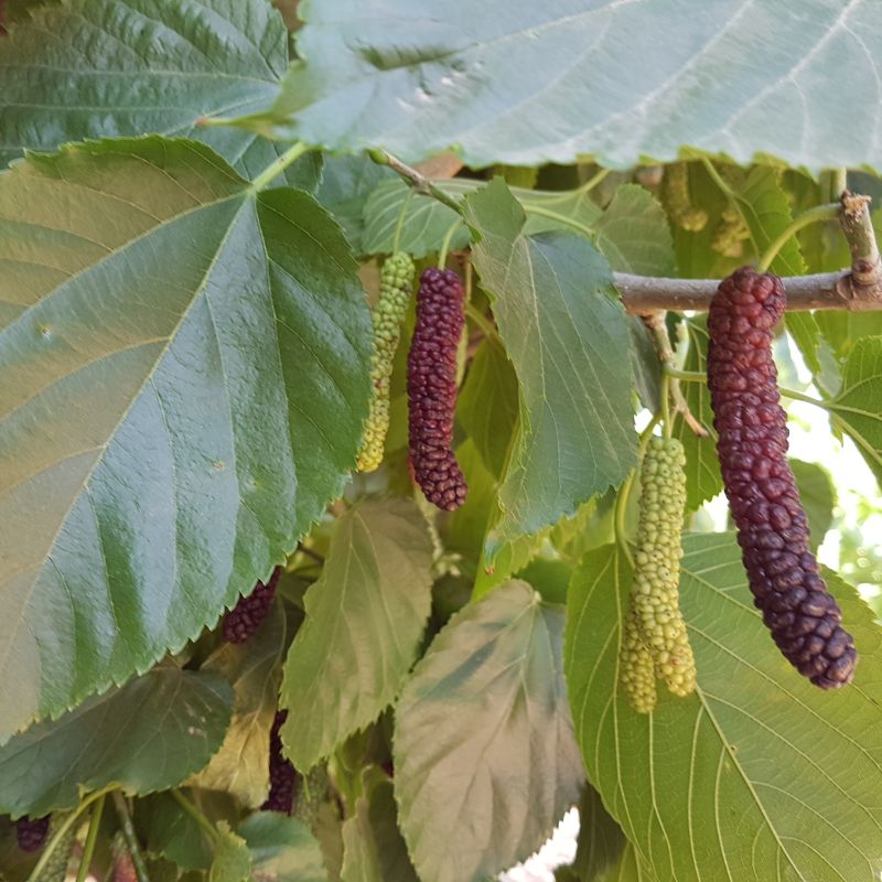 Mulberry Morus 'Giant Fruit' 1/2 Std 12L