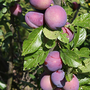 Plum Prunus 'Guinevere' (SJA) Bush 12L