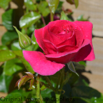 Rosa 'Truly Loved' (Floribunda) 5L