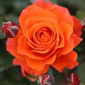 Rosa 'For You With Love' (Floribunda) 5L