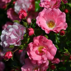 Rosa 'Flower Carpet Pink Supreme' (Ground Cover) 5L