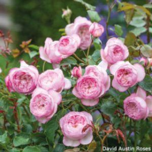Rosa 'The Mill On The Floss' (Shrub) 6L