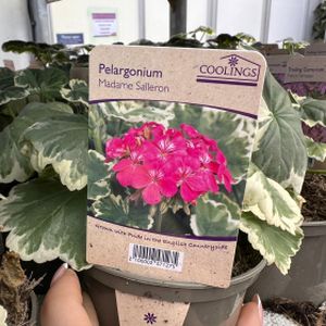 Pelargonium 'Madame Salleron' (9cm Pot)