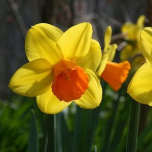 Daffodil Narcissus 'Jetfire' (22cm Bowl)