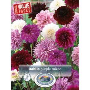 Simple Pleasures Dahlia Purple Mixed