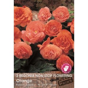 Prins Begonia Non Stop Flowering Orange