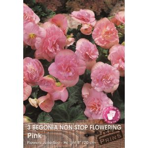 Prins Begonia Non Stop Pink