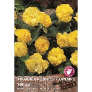 Prins Begonia Non Stop Yellow