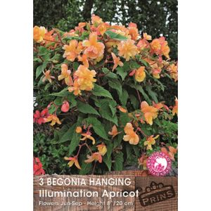 Prins Begonia Illumination Apricot