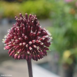 Allium 'Red Mohican' 2L