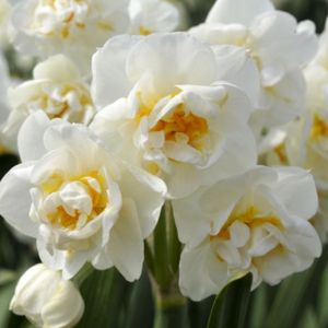 Daffodil 'Bridal Crown' (AGM) 1.5L