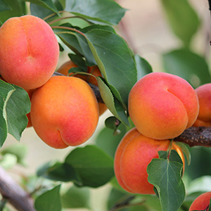Apricot Prunus 'Kioto' (St. Julien) (Bush) 12L