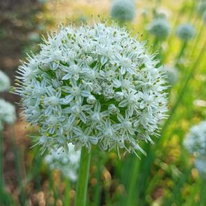 Allium stipitatum 'White Giant' 2L