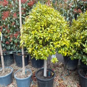 Bay Tree Laurus nobilis (AGM) 1/2 Std