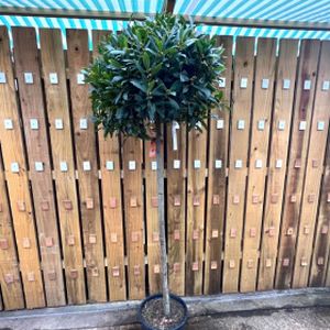 Bay Tree Laurus nobilis (AGM) Std 5/4 12L