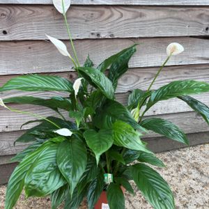 Peace Lily Spathiphyllum 'Vivaldi' (17cm Pot)