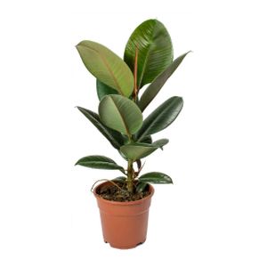Ficus elastica 'Robusta' (12cm Pot)