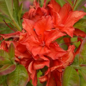 Azalea Rhododendron 'Doloroso' 5L