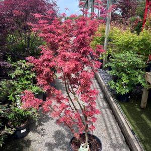Acer palmatum 'Jerre Schwartz' 10L